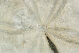 Jurassic Sea Urchin (Clypeus) Fossil - England #353866-2